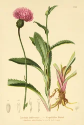 Alpine Thistle